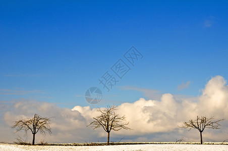 冬季树木天空天气环境场景季节季节性牧歌背景图片