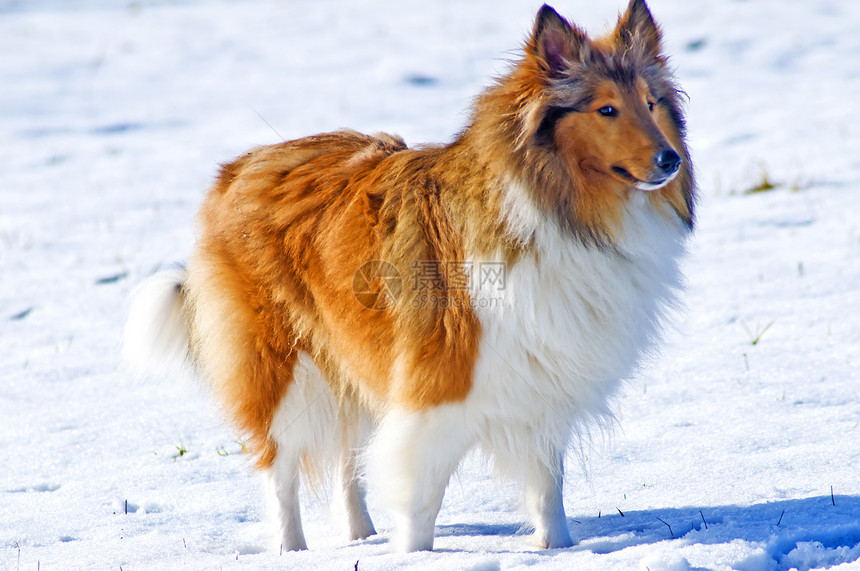 雪中科里狗纯种狗宠物牧羊犬小狗头发红色团体毛皮男性季节图片