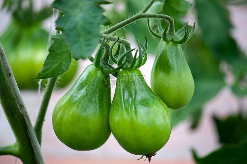 西红茄植物学食物植物群农业花园照片栽培树枝树叶生长图片