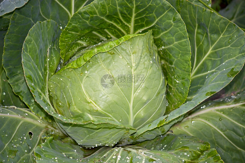 白菜蔬菜绿色食物树叶生态照片植物图片