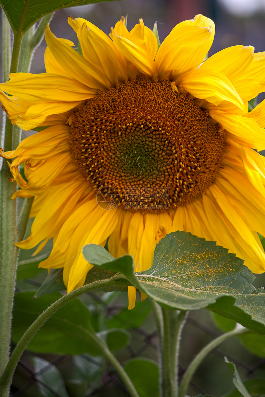 向日向种子花瓣植物群植物学黄色照片植物向日葵图片