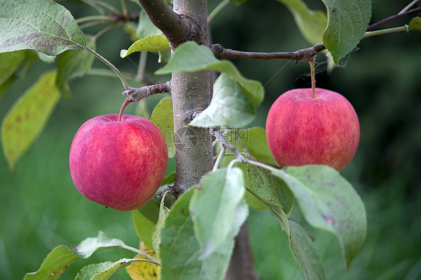 苹果收成花园红色植物群植物学图片