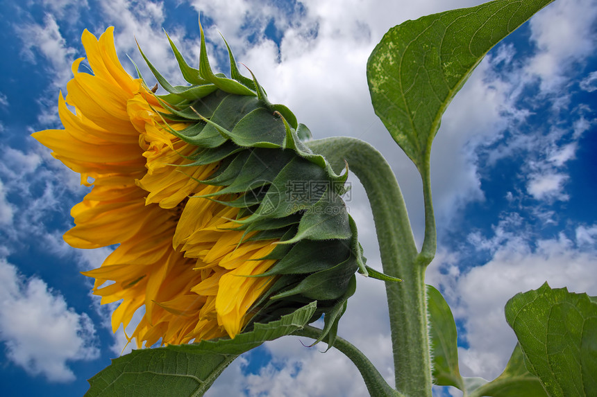 向日向向日葵照片天空植物黄色花瓣植物学蓝色植物群种子图片
