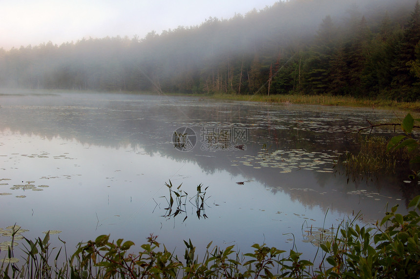 湖上雾天空植物群分支机构叶子木头植物白色池塘森林反射图片