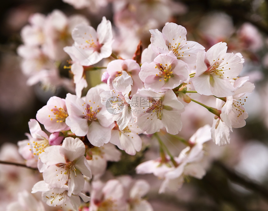 华盛顿的粉红樱花花花春图片