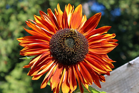 红和橙白向日葵与蜜蜂背景图片