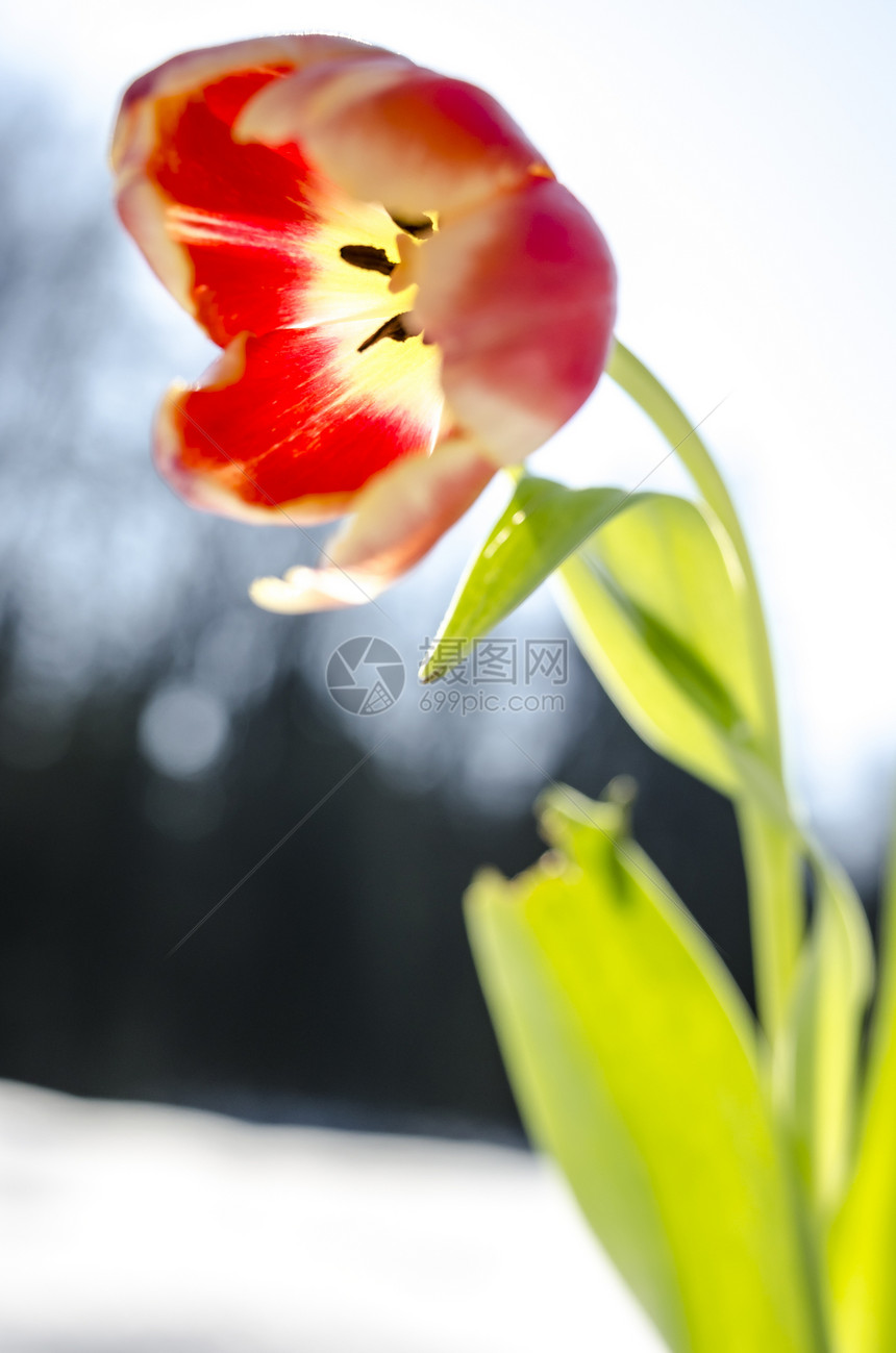 特写郁金花花瓣植物生活生长场景阳光卡片季节郁金香墙纸图片