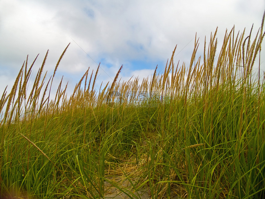 绿色和黄色海滩草地在云天风景支撑海草蓝色植被植物群海岸场景天空地标图片