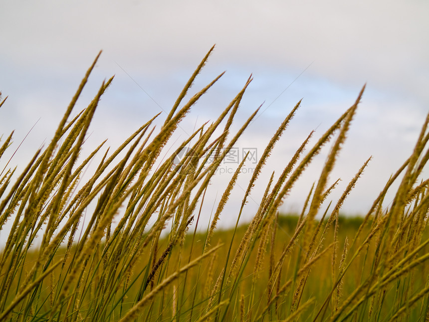 绿色和黄色海滩草地在云天沙丘锯草沙漠荒野地标支撑海草天空蓝色海岸图片