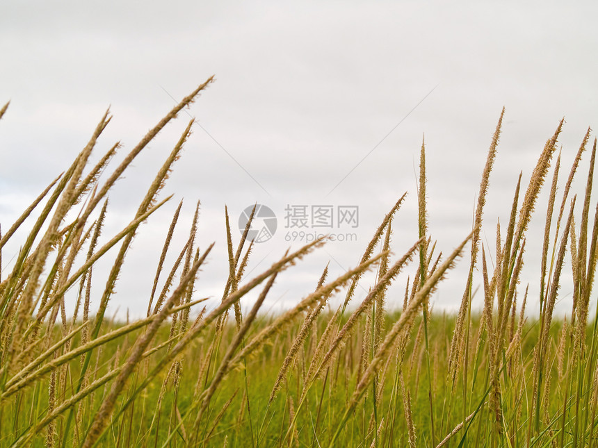 绿色和黄色海滩草地在云天机器人场景海草植被植物风景地标植物群天空沙漠图片