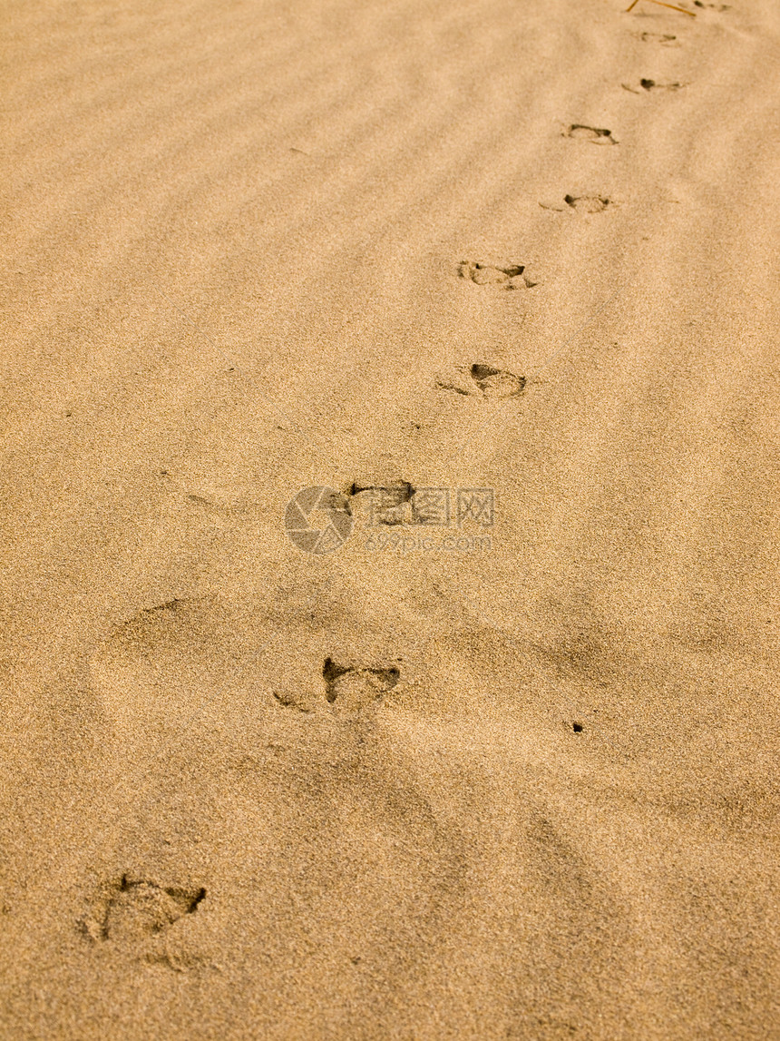 海鸥足印在日落日的沙地上支撑海鸟脚趾海滩脚步海草宠物打印烙印石头图片