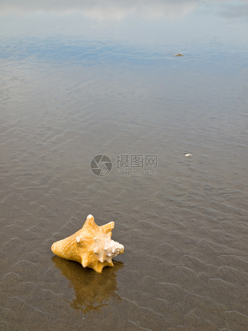 湿桑迪海滩上的海螺壳访问闲暇日光浴旅行海岸涟漪旅游热带假期海洋图片