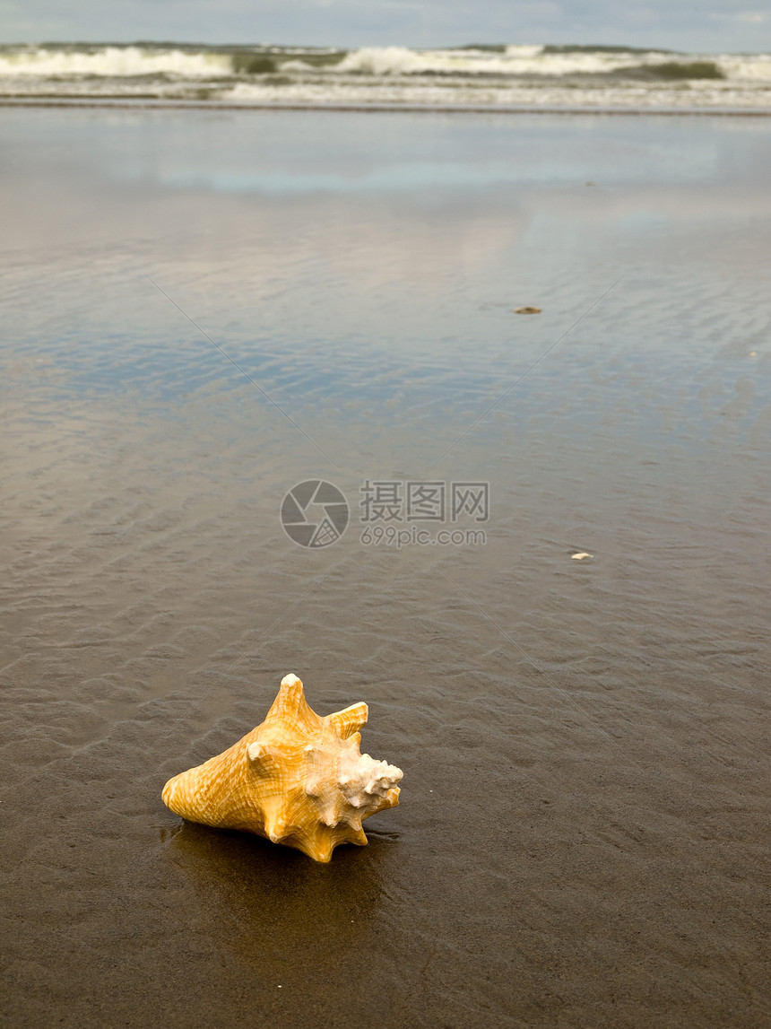 湿桑迪海滩上的海螺壳享受支撑涟漪假期海滨阳光天堂闲暇橙子旅游图片