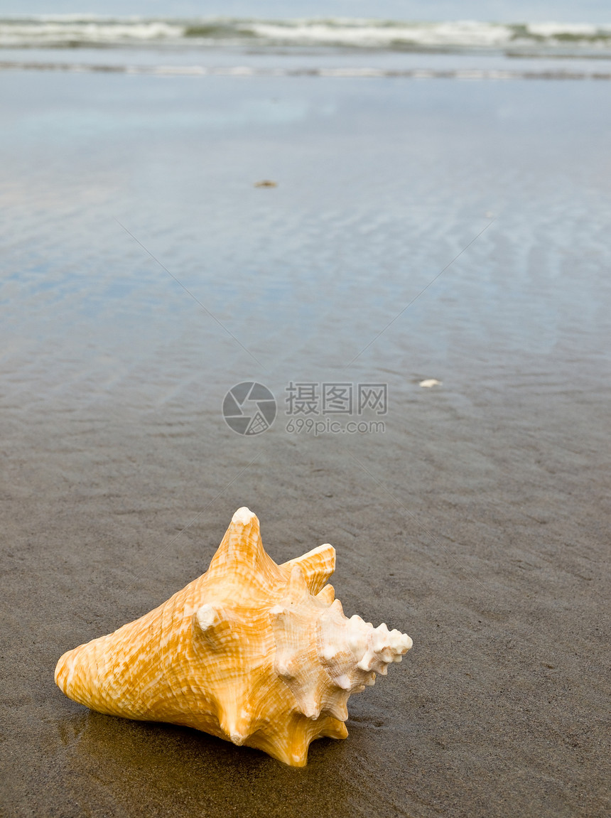 湿桑迪海滩上的海螺壳日光浴假期海洋乐趣波浪访问贝壳海岸涟漪天堂图片