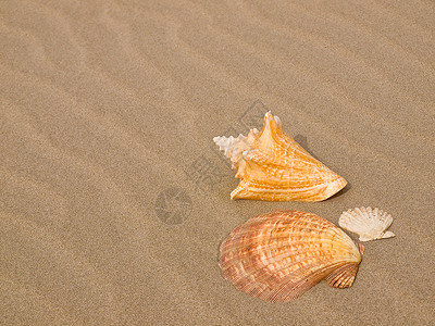 桑迪沙滩上的扇贝和海螺壳壳旅游乐趣日光浴海滨闲暇享受涟漪热带旅行橙子背景图片