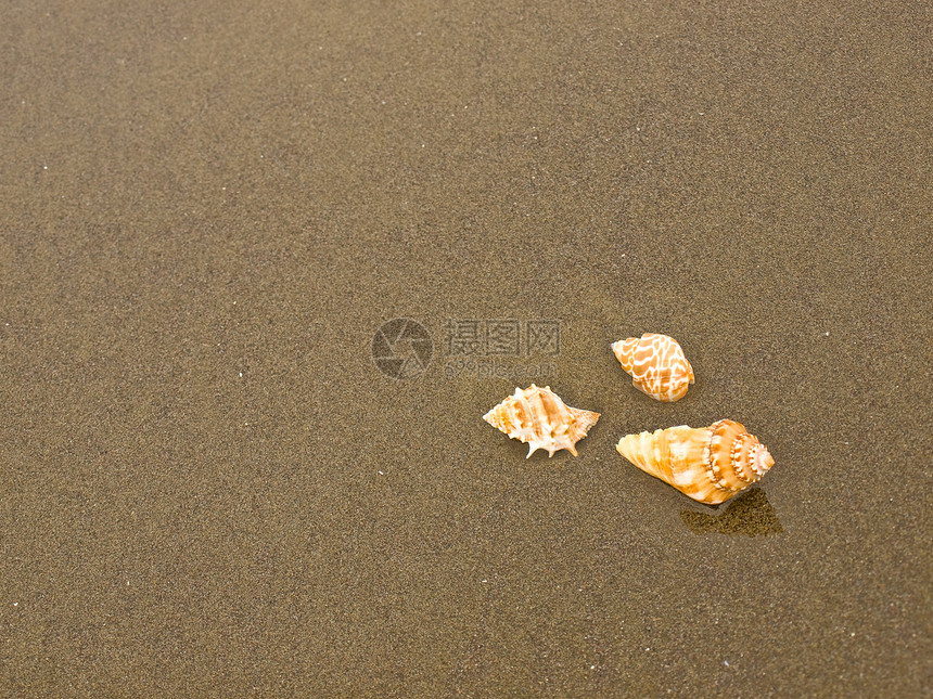 湿桑迪海滩上的扇贝和海螺壳壳闲暇旅行阳光波浪旅游支撑海洋乐趣天堂海岸图片