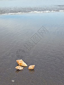 湿桑迪海滩上的扇贝和海螺壳壳日光浴乐趣涟漪海滨橙子假期支撑闲暇热带旅行背景图片