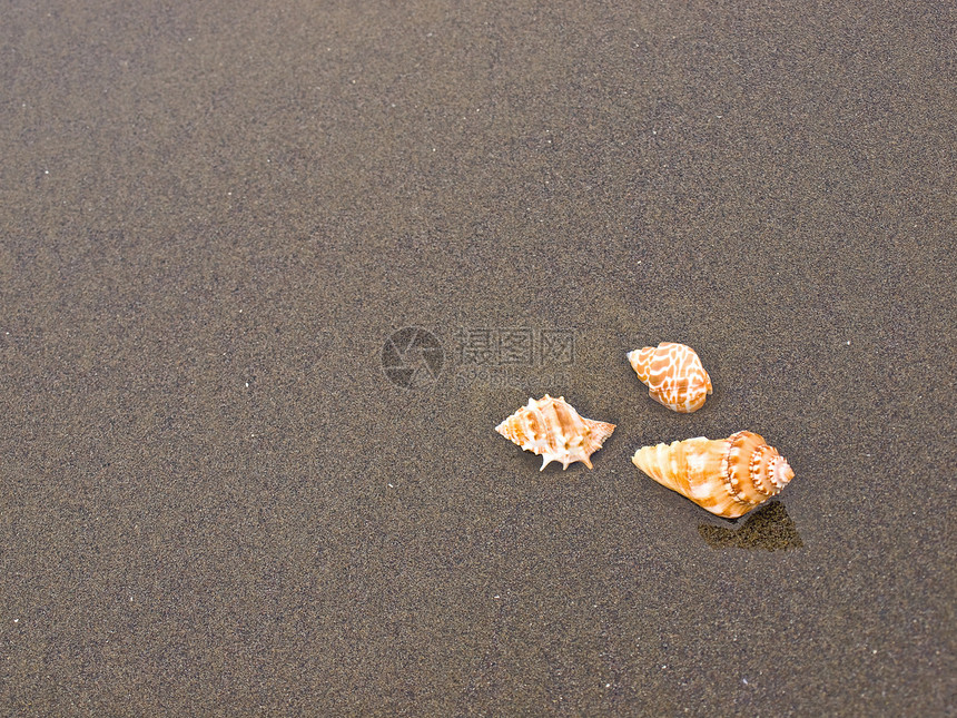 湿桑迪海滩上的扇贝和海螺壳壳涟漪日光浴海岸橙子天堂波浪旅游阳光闲暇假期图片