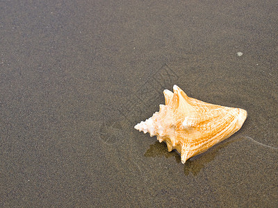 湿桑迪海滩上的扇贝和海螺壳壳旅行橙子天堂假期阳光乐趣旅游涟漪日光浴闲暇背景图片