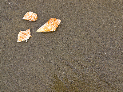 湿桑迪海滩上的扇贝和海螺壳壳热带橙子旅行闲暇阳光乐趣涟漪支撑海滨旅游背景图片