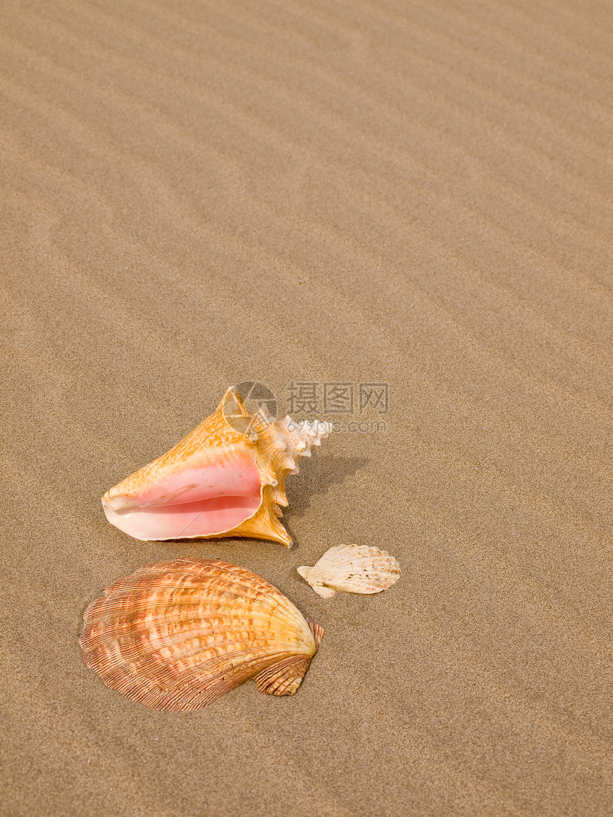 桑迪沙滩上的扇贝和海螺壳壳涟漪波浪日光浴橙子假期享受支撑海洋旅游热带图片