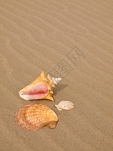 桑迪沙滩上的扇贝和海螺壳壳涟漪波浪日光浴橙子假期享受支撑海洋旅游热带背景图片