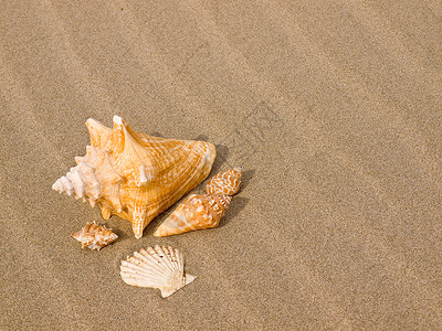 桑迪沙滩上的扇贝和海螺壳壳日光浴贝壳支撑海洋热带波浪天堂海岸假期旅游背景图片