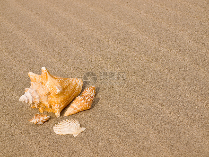 桑迪沙滩上的扇贝和海螺壳壳海洋旅行热带支撑享受假期乐趣海滨海岸旅游图片