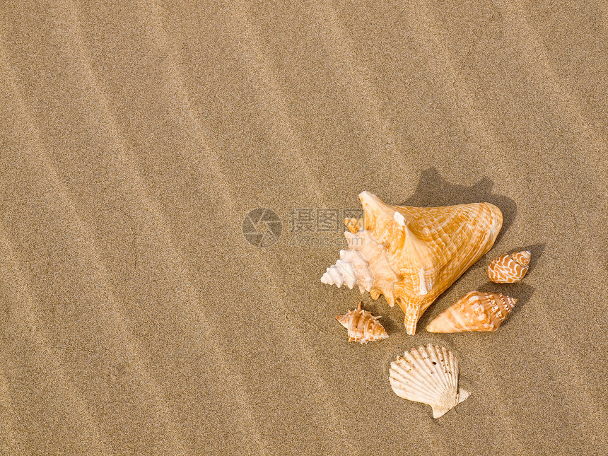 桑迪沙滩上的扇贝和海螺壳壳天堂海滨假期旅游乐趣海岸热带享受涟漪旅行图片