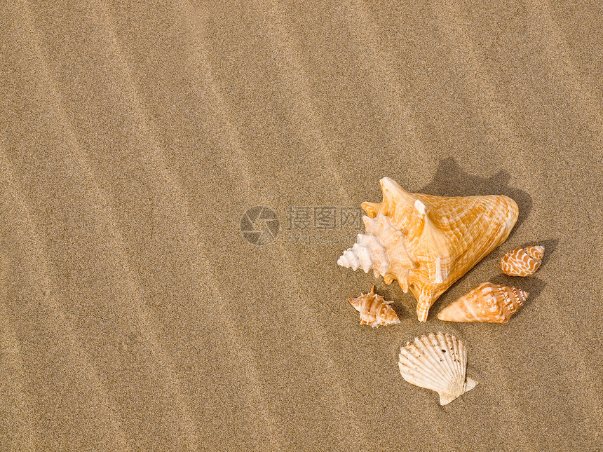 桑迪沙滩上的扇贝和海螺壳壳假期涟漪橙子乐趣阳光旅行波浪闲暇海洋享受图片