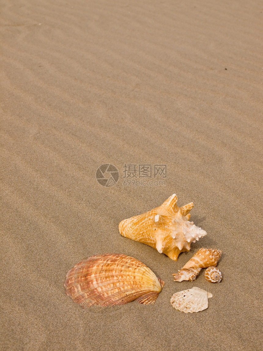 桑迪沙滩上的扇贝和海螺壳壳天堂橙子乐趣涟漪海岸假期阳光旅游海洋支撑图片