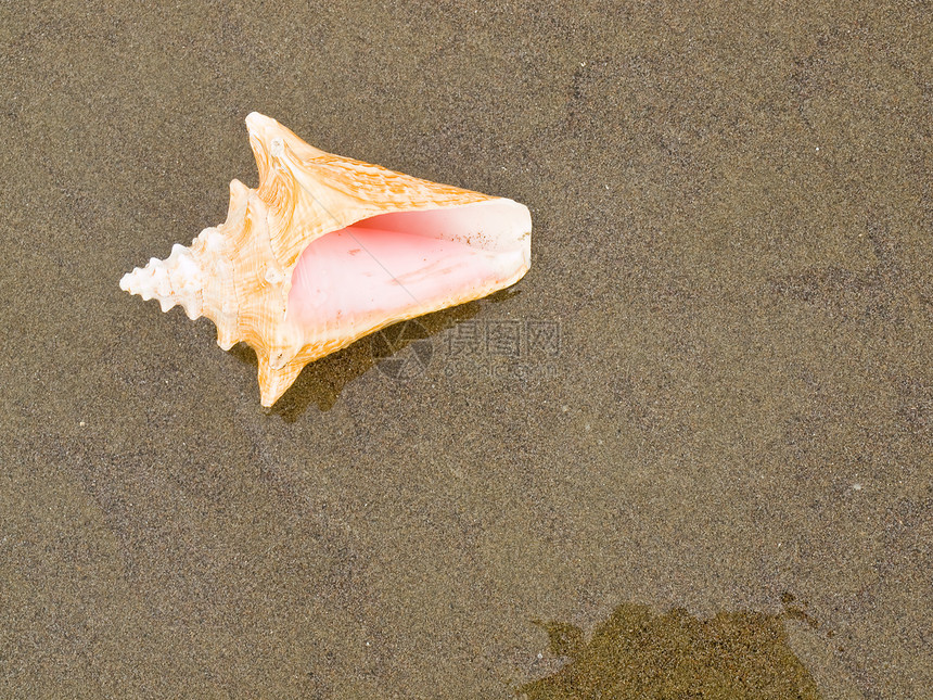 湿桑迪海滩上的海螺壳享受海岸阳光涟漪天堂旅行假期波浪贝壳乐趣图片