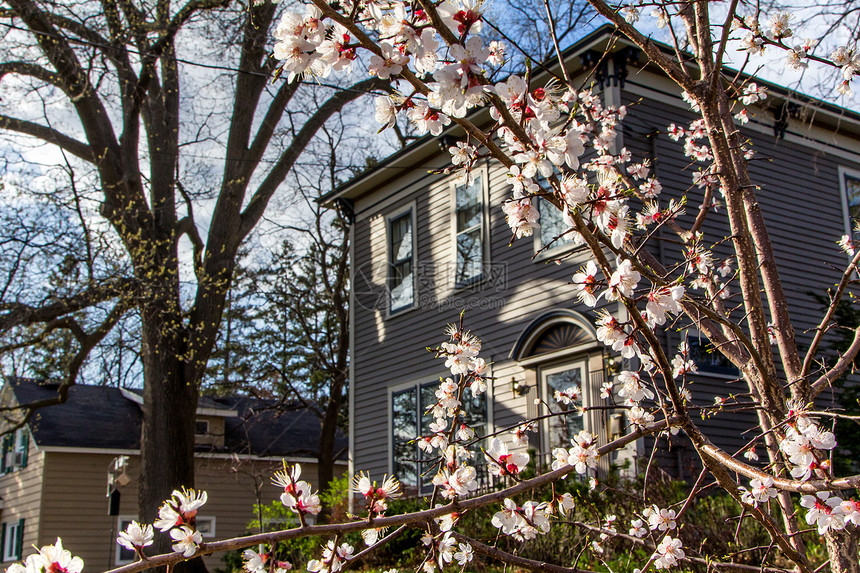 美洲小城区的樱花房子风光图像住宅场景色彩花朵季节性温暖街道图片