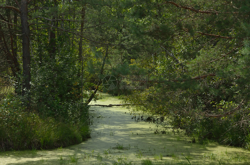 沼滩自然树木池塘植物树叶野生动物绿色森林沼泽地叶子图片