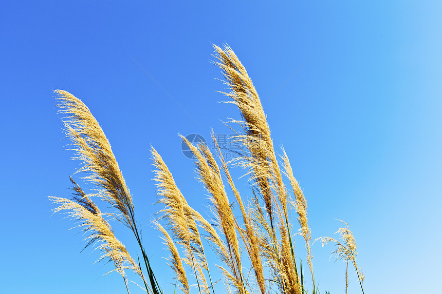 面对蓝天的小麦田小麦收成天空生长金子土地稻草阳光粮食耳朵图片