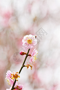 百花盛开叶子森林季节农村国家生长花瓣公园晴天宏观背景图片