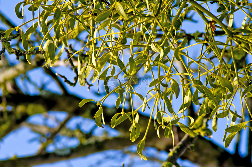 密寄托 Mistlete药品植物治疗树叶绿色蓝色治愈康复寄生天空图片