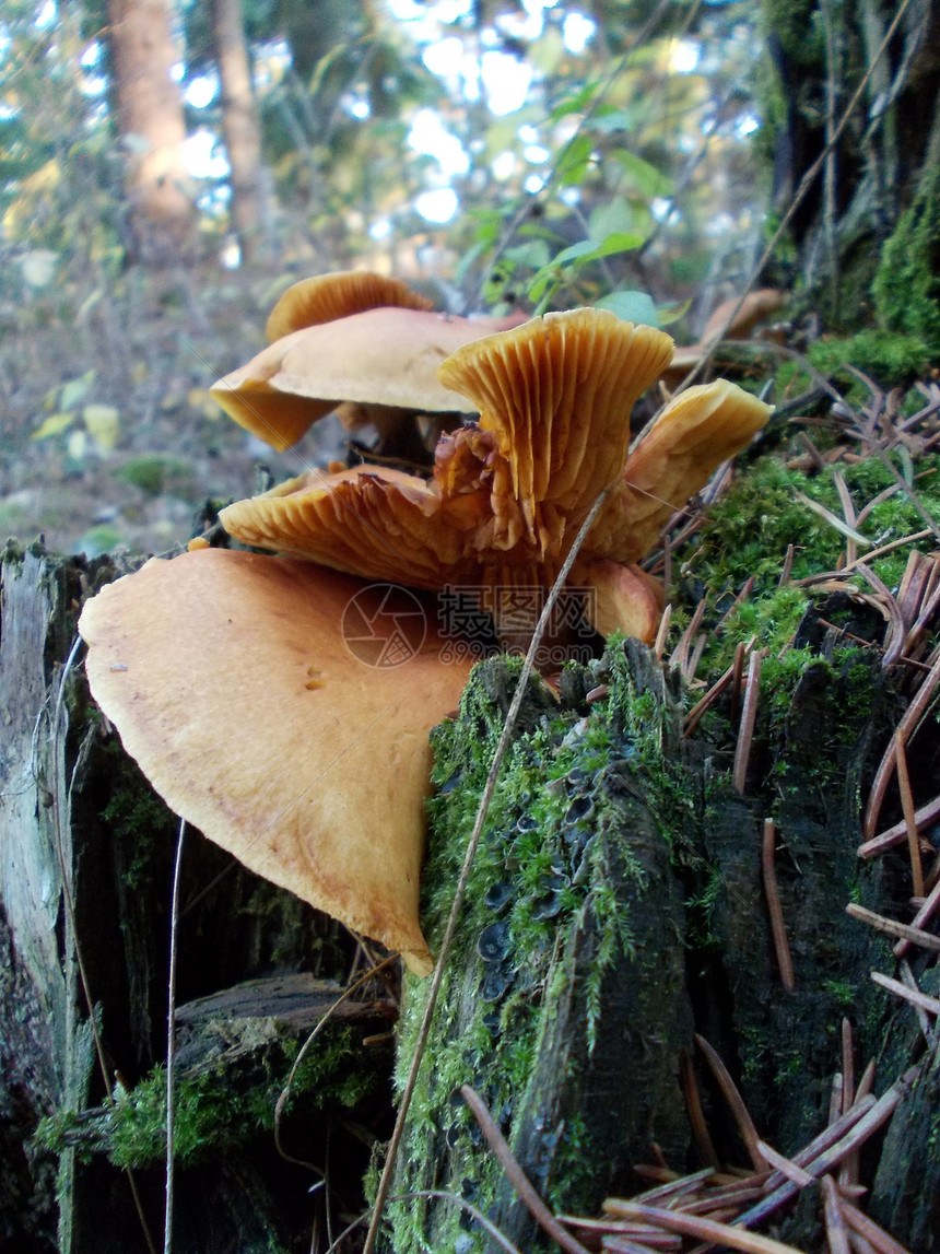 有毒毒素蘑菇图片