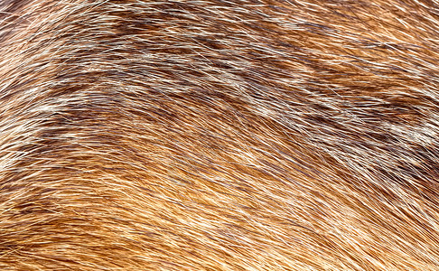 Ffur 纹理外套狐狸动物毛皮头发质地荒野棕色高清图片