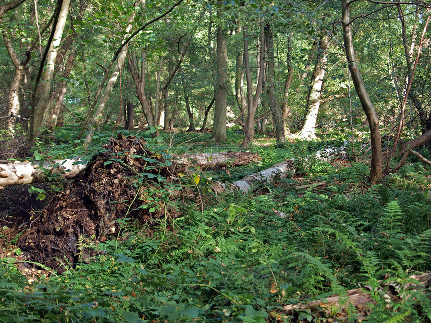 霍尔姆芬恩自然保护区木头林地帖子泥炭低点沼泽计划桦木平面图片