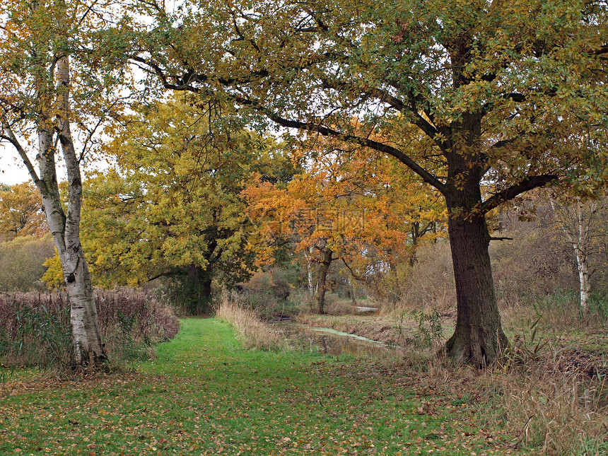 自然保护区的秋天泥炭野生动物树木沼泽基金会环境署日落沼泽地沟渠树叶图片