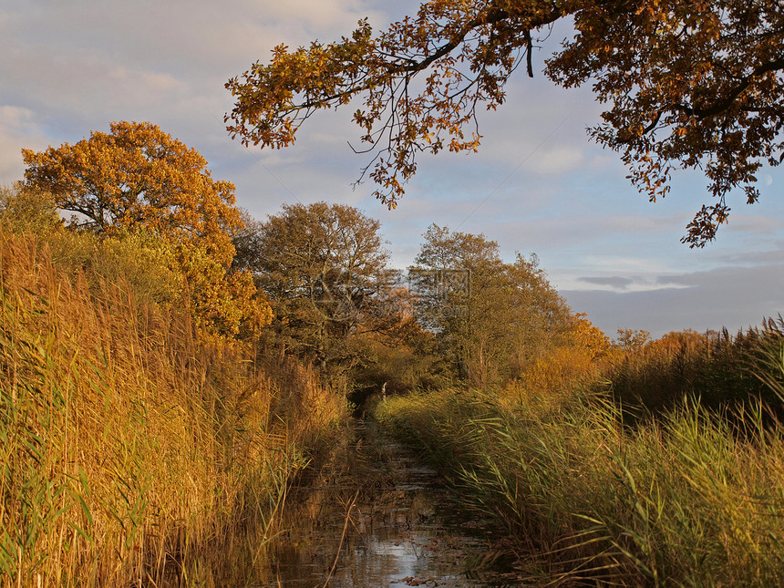 自然保护区的秋天环境署树叶野生动物树木基金会沟渠泥炭日落沼泽地沼泽图片