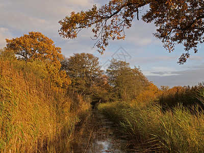 伍德沃尔顿沼泽拉姆齐自然英格兰高清图片