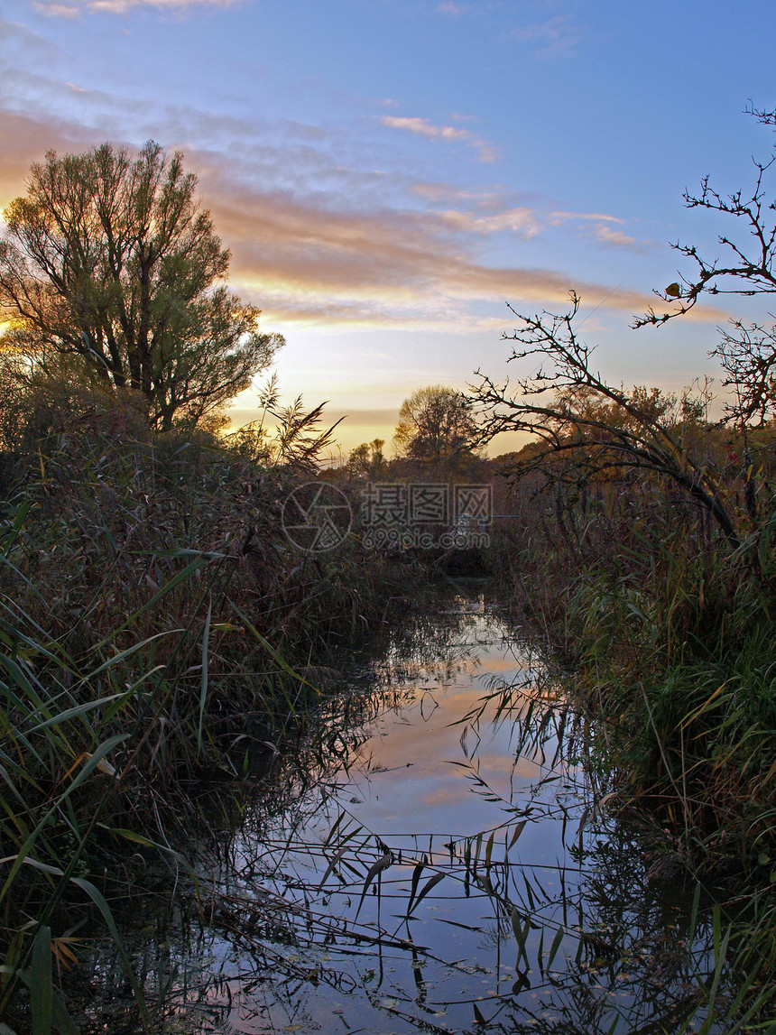 大凤凰项目的秋天日落沟渠基金会沼泽地树叶沼泽泥炭环境署野生动物树木图片