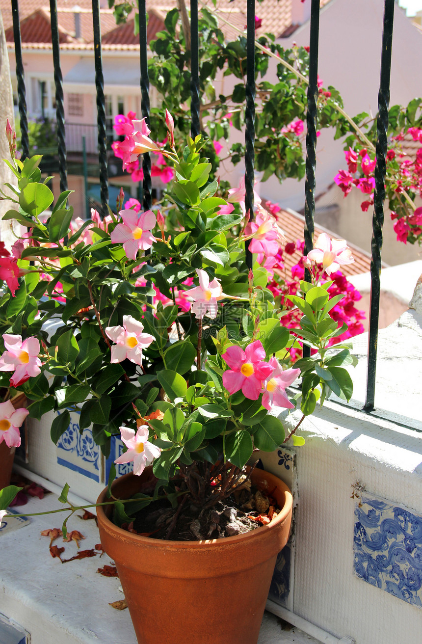 带花朵的露台绿色粉色装饰阳台红色家具娱乐院子别墅叶子图片