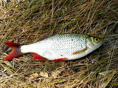 梭形鱼美丽的弯曲在草地上眼睛海岸食物尾巴闲暇盘子蟑螂钓鱼爱好运动背景