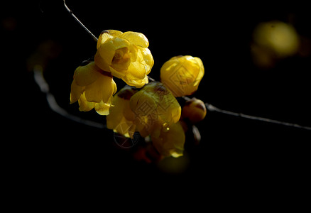 普拉姆花花花朵中国花腊梅背景图片