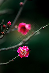 耐寒的普拉姆花花中国花腊梅花朵背景