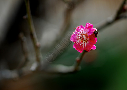 普拉姆花花中国花花朵腊梅背景图片