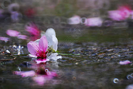 金属溪流粉色花朵背景图片